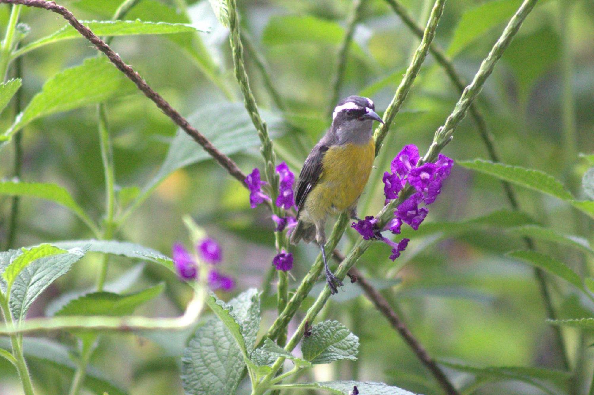 Home La Fortuna Kültér fotó